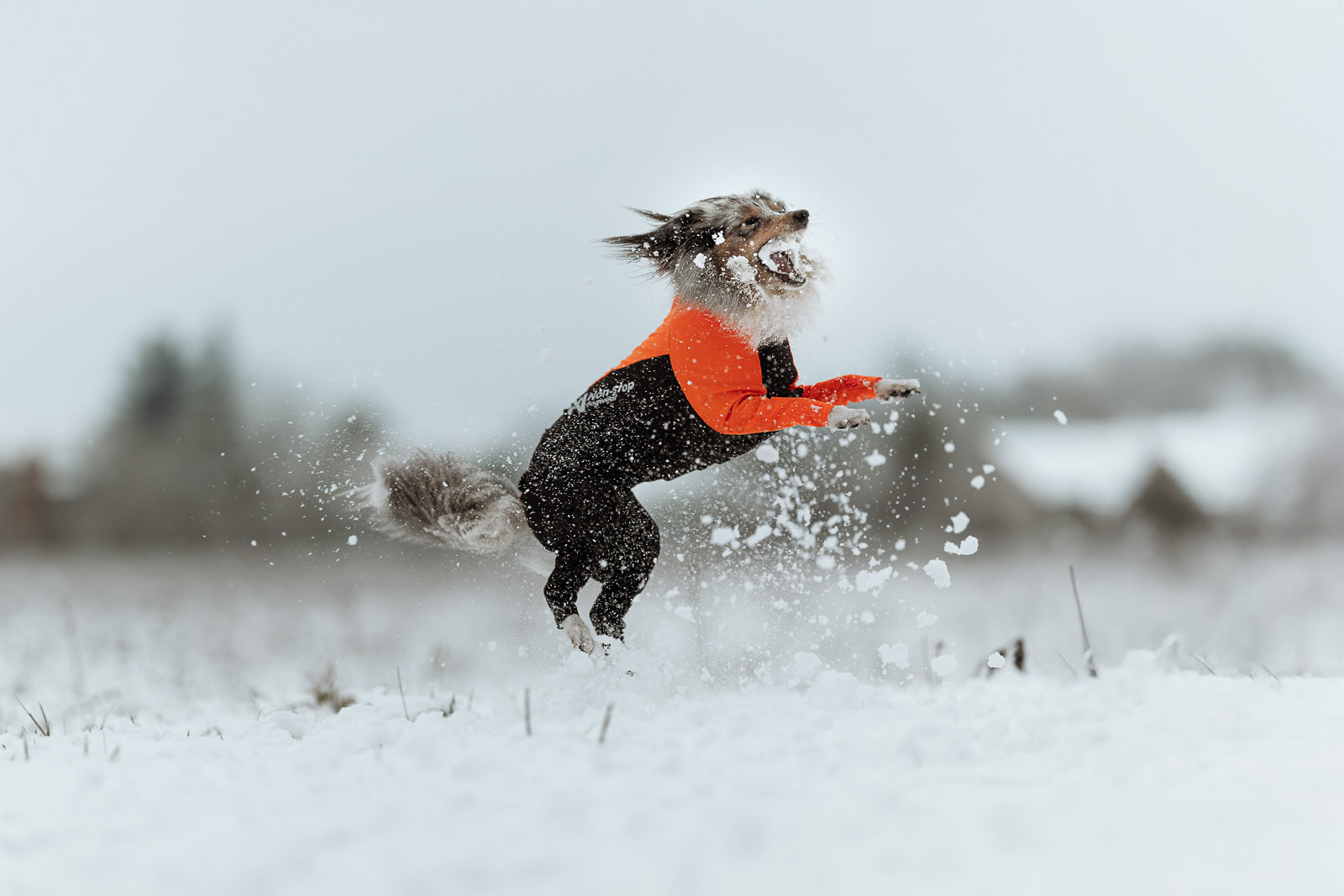 Full-body dog suit | Protector suit male – Non-stop dogwear
