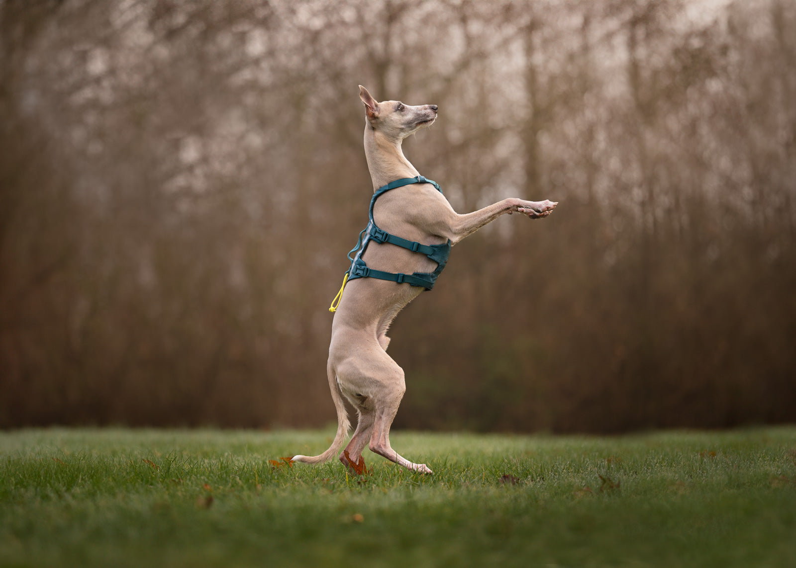 Ramble harness long