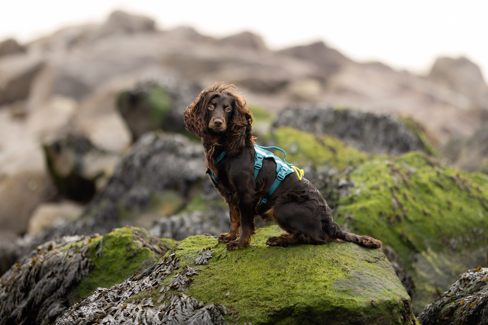 Ramble harness long