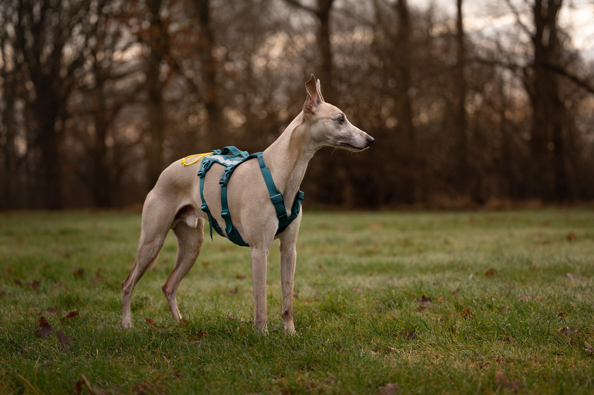 Ramble harness long (7)