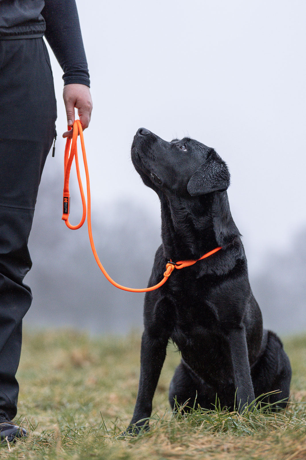 Retriever leash