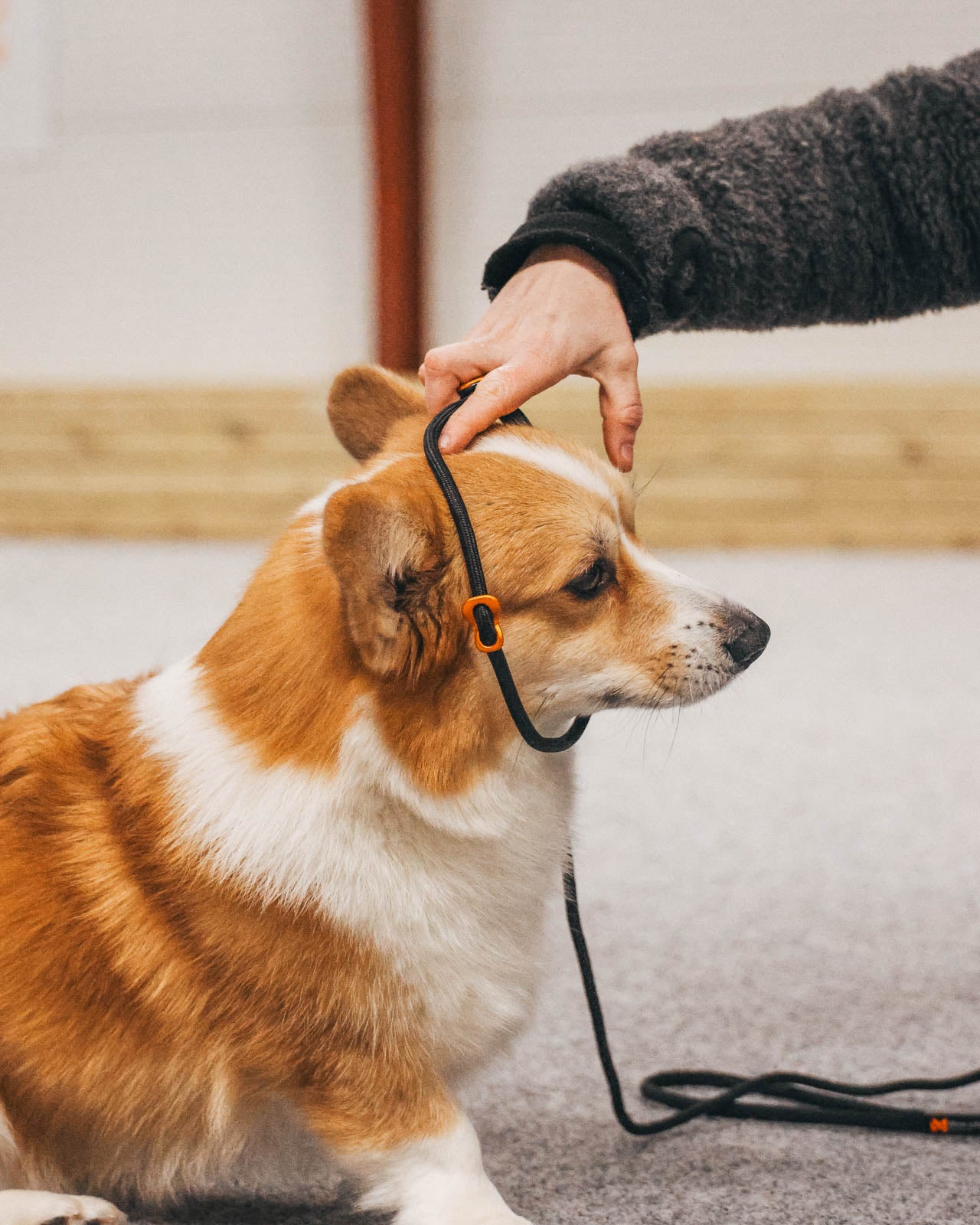 Retriever leash