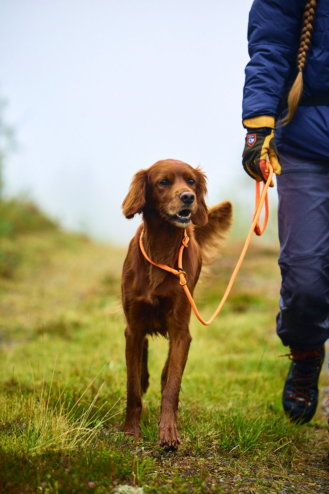 Laisse Lasso Pour Chien 1.7m - Anti-Traction - Nylon Résistant - Poignée Confortable - Pour Chiens Petits Et Moyens - 14