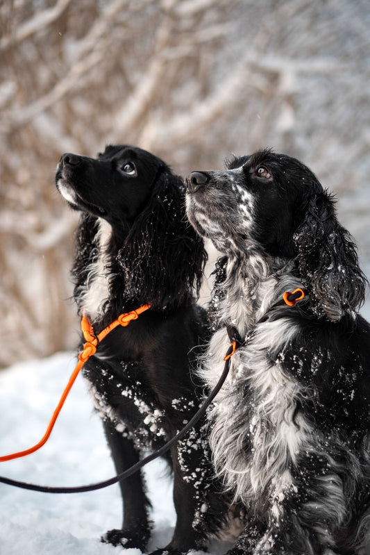 Retriever leash (1)