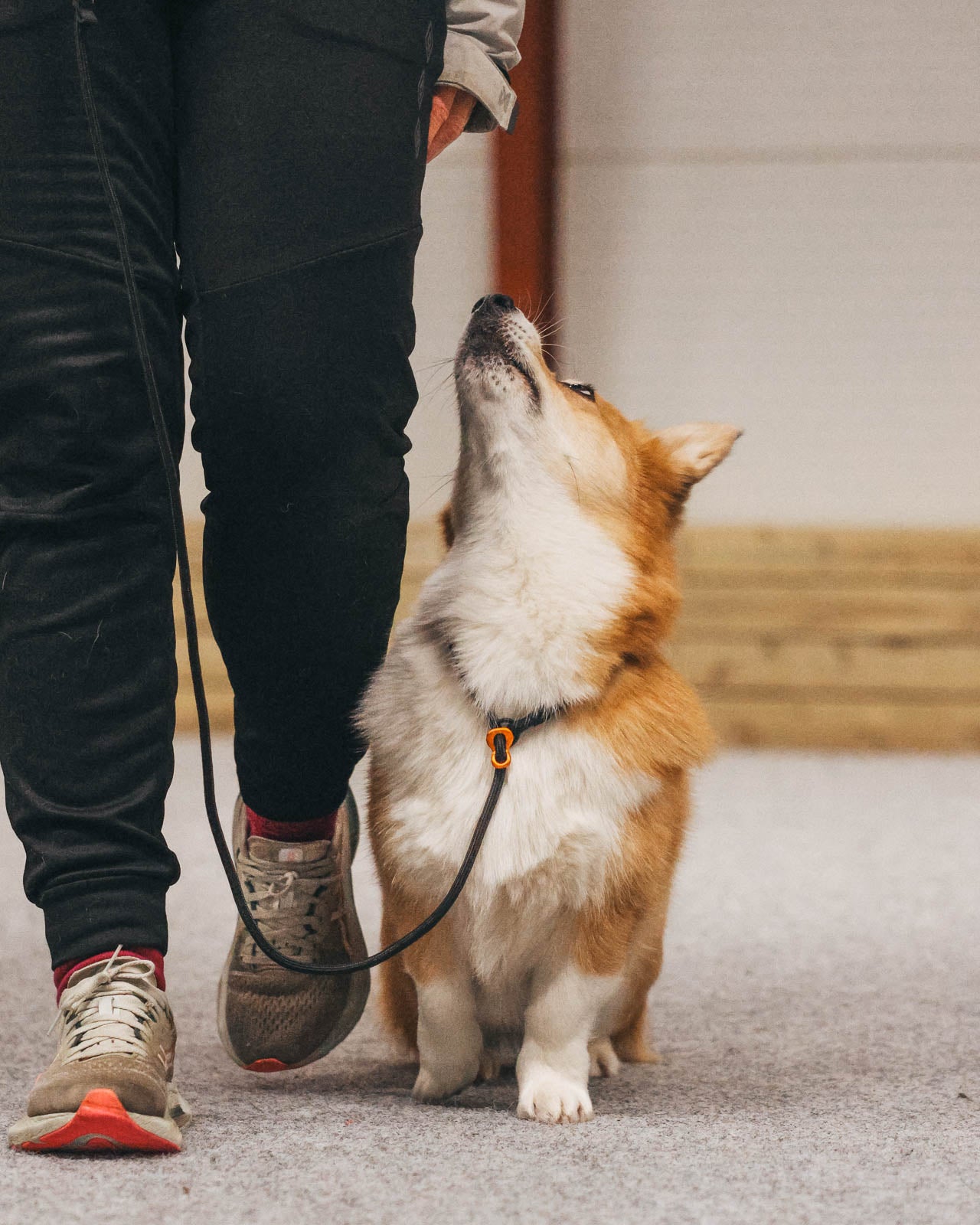Retriever leash (4)