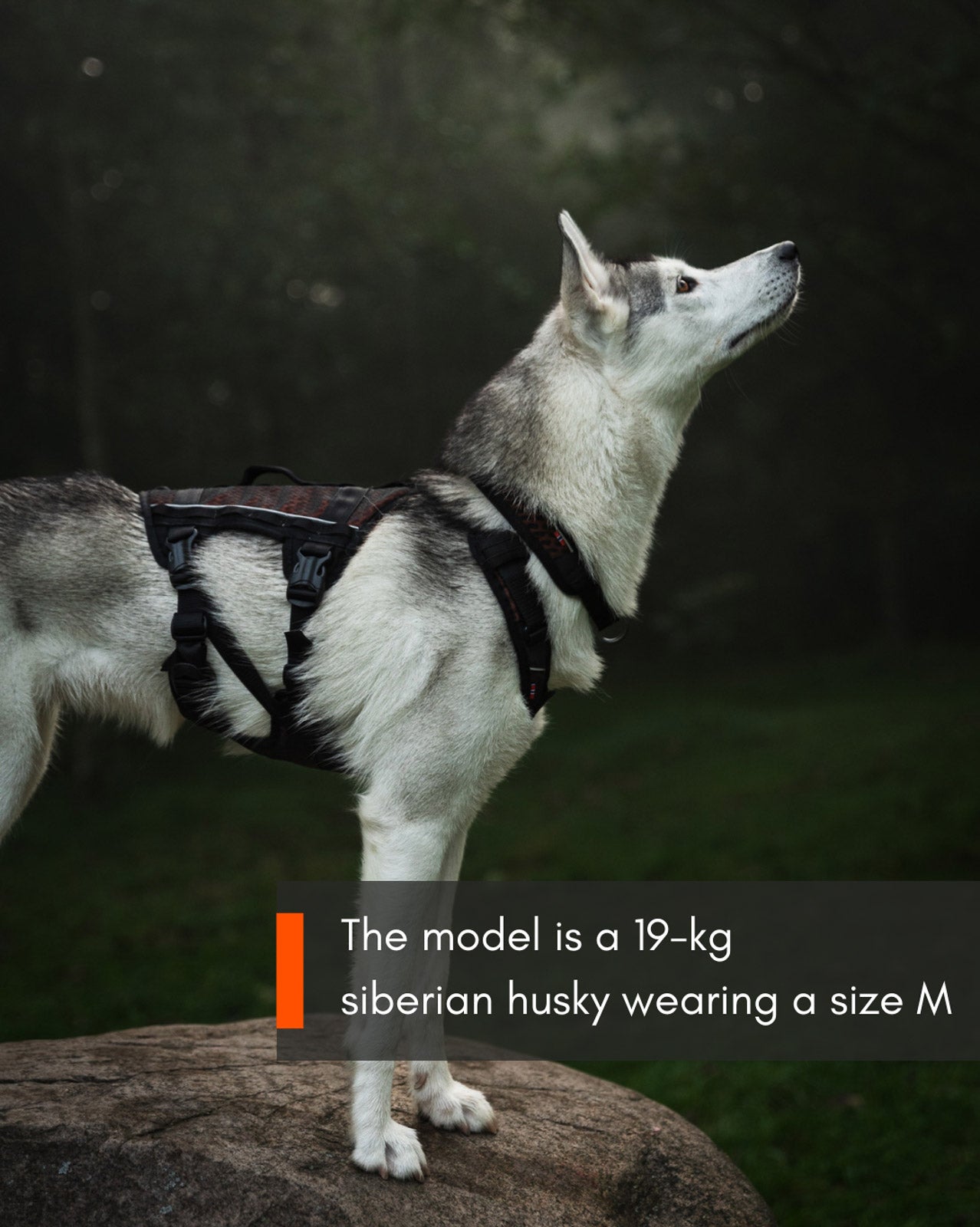 Rock harness long (2)