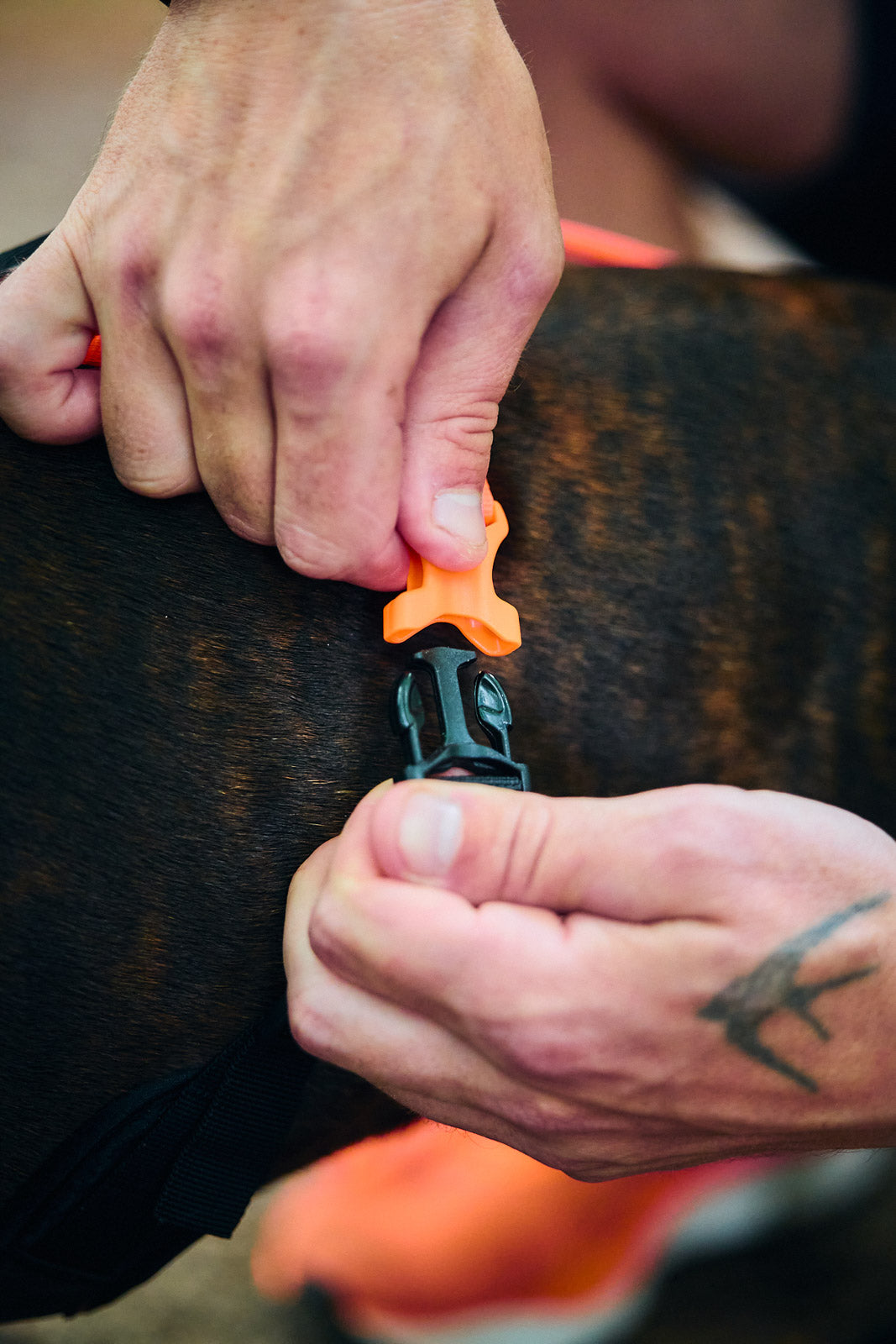 Rush harness