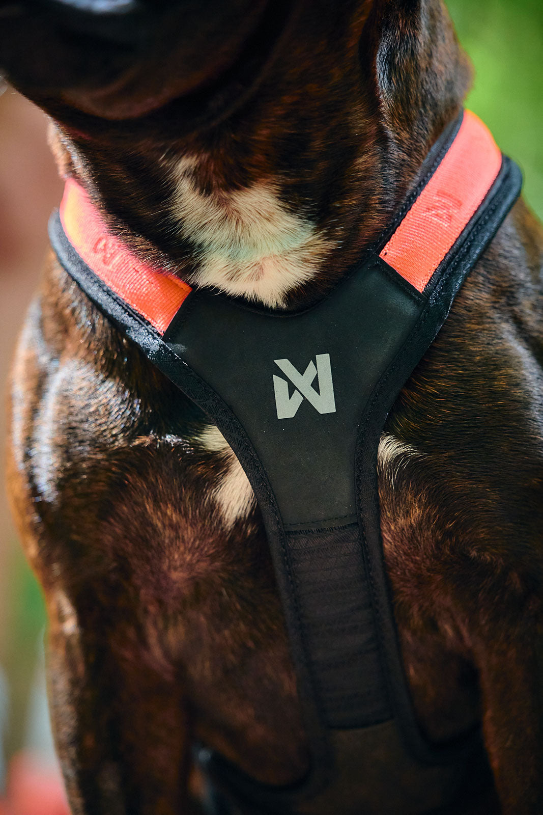 Short canicross harness | Rush harness – Non-stop dogwear