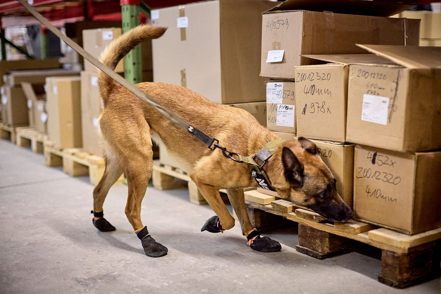 Solid leash WD (1)