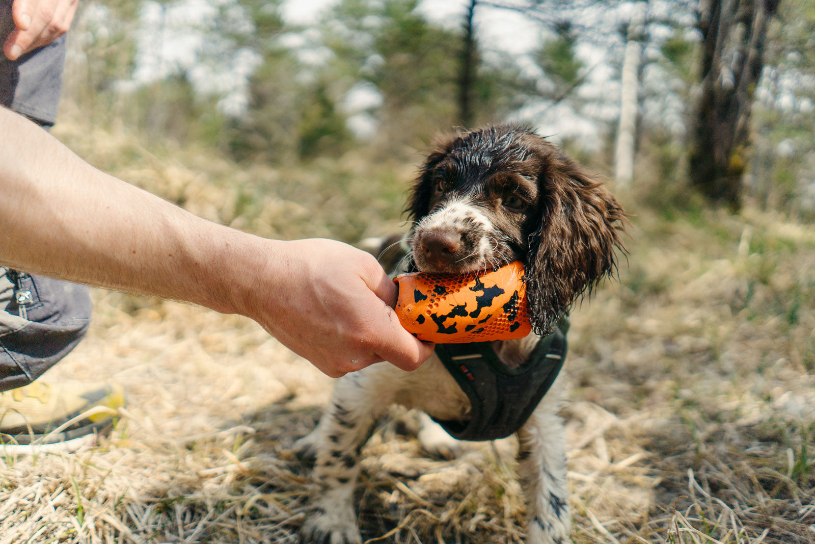 Dog throw toy