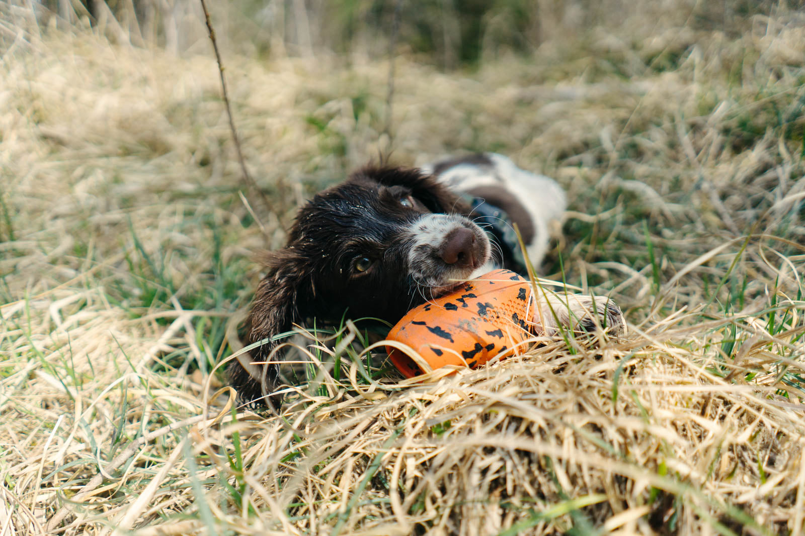 Dog throw toy (2)