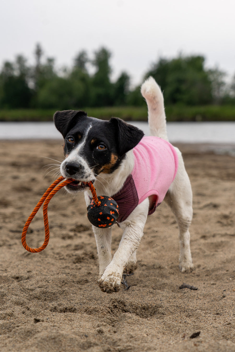 Dog ball on rope (8)