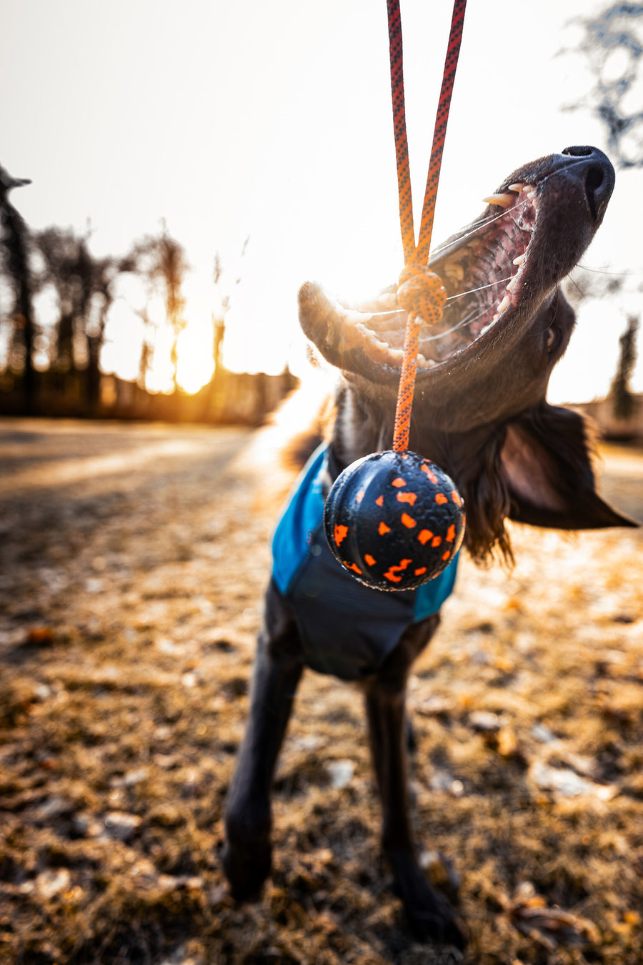Dog ball on rope (9)