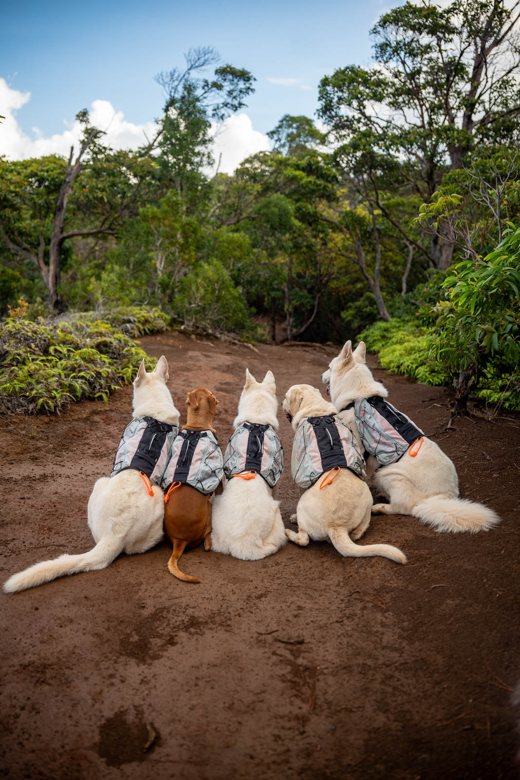 Trail light dog backpack (7)