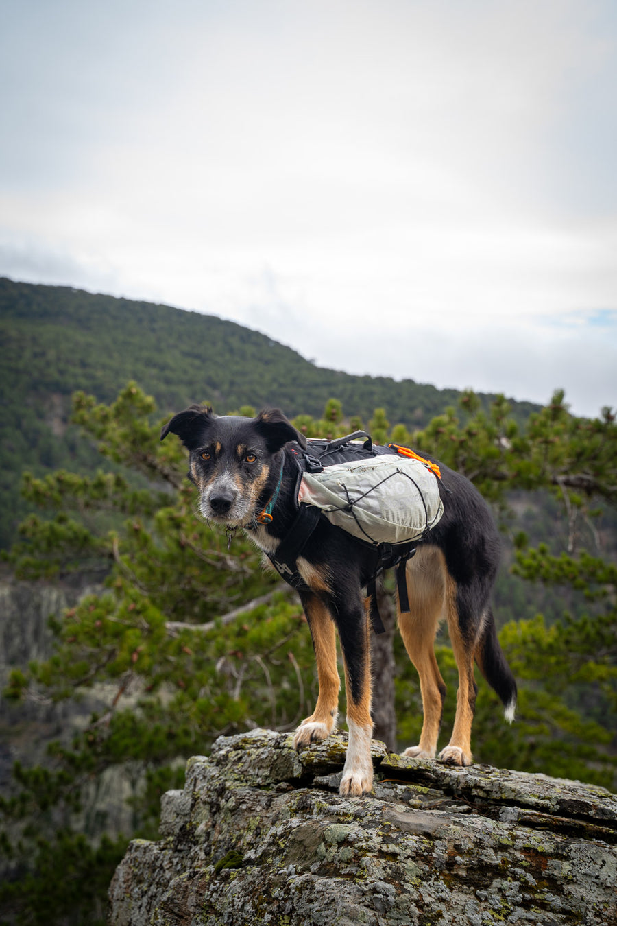 Trail light dog backpack (8)