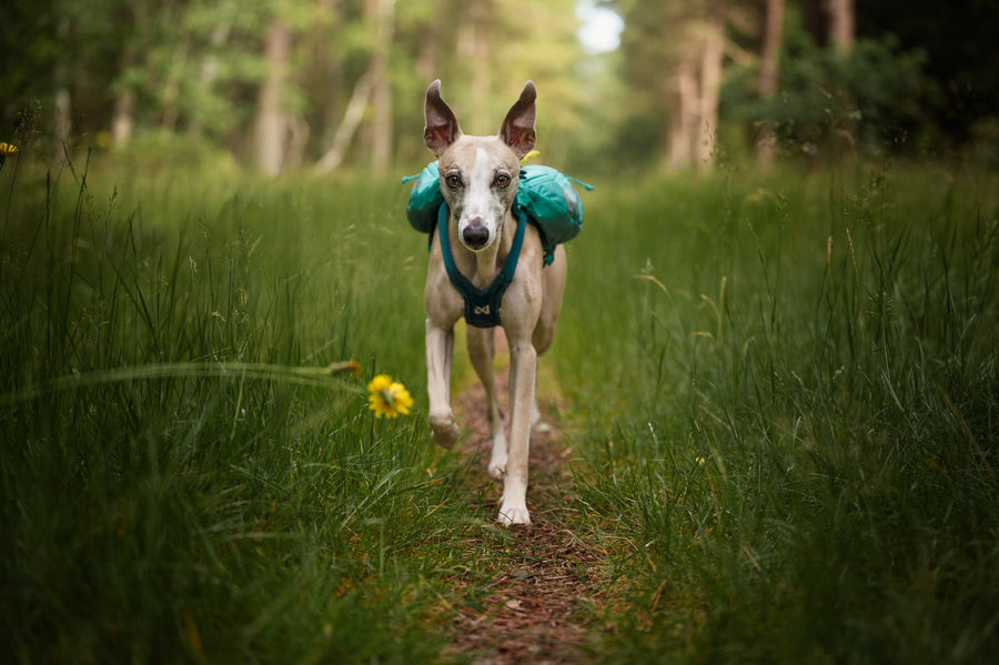 Trail light dog backpack (9)