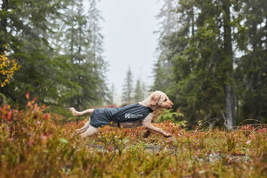 Trail light dog jacket (1)