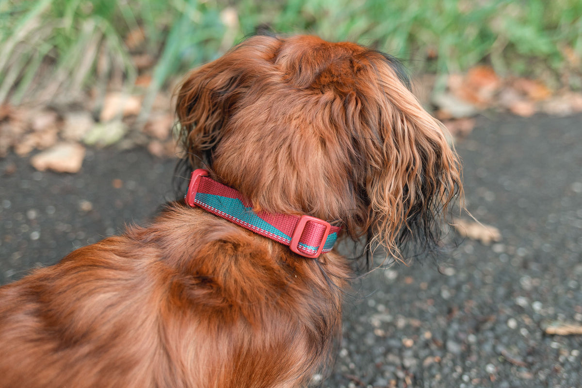 Trail quest collar