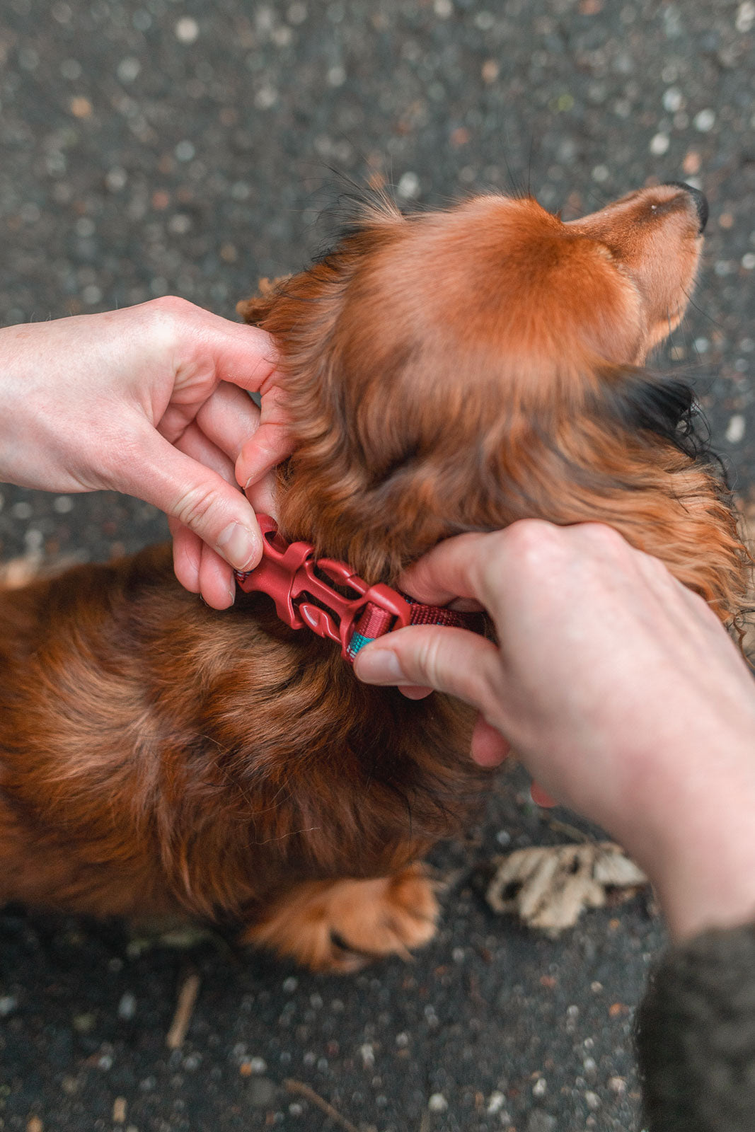 Trail quest collar