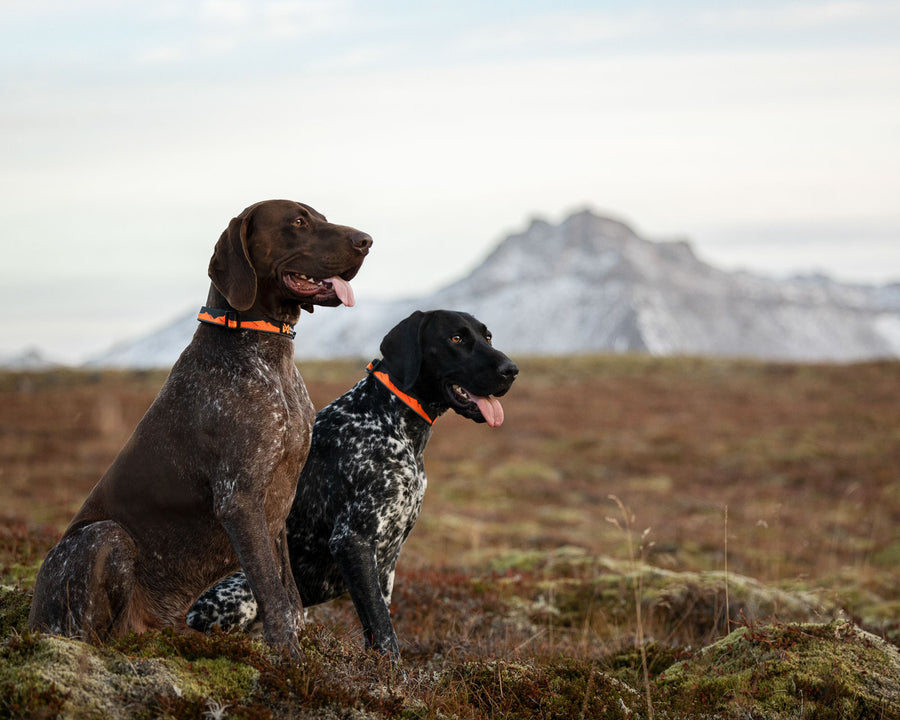 Trail quest collar (5)