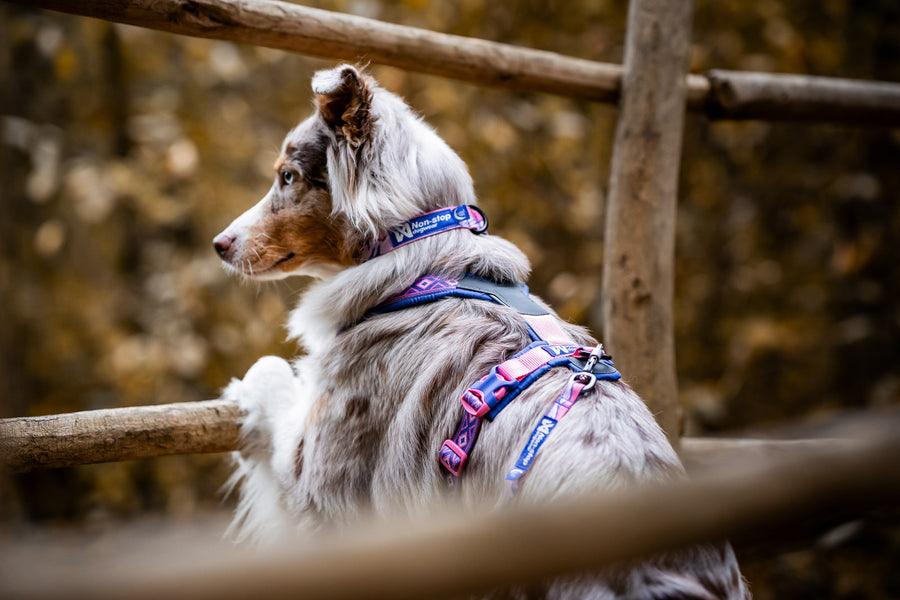 Trail quest collar Rachel Pohl edition (6)