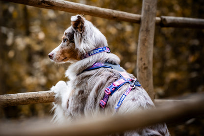 Trail quest collar Rachel Pohl edition (3)
