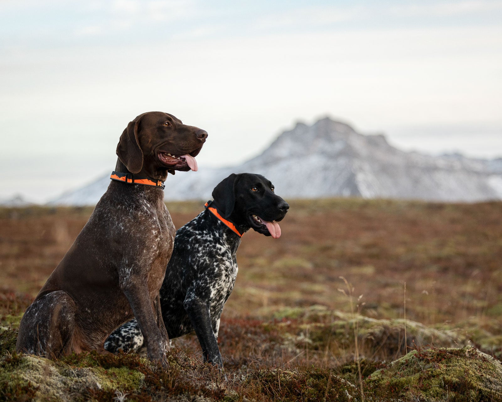 Trail quest collar (3)