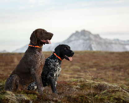 Trail quest collar (3)