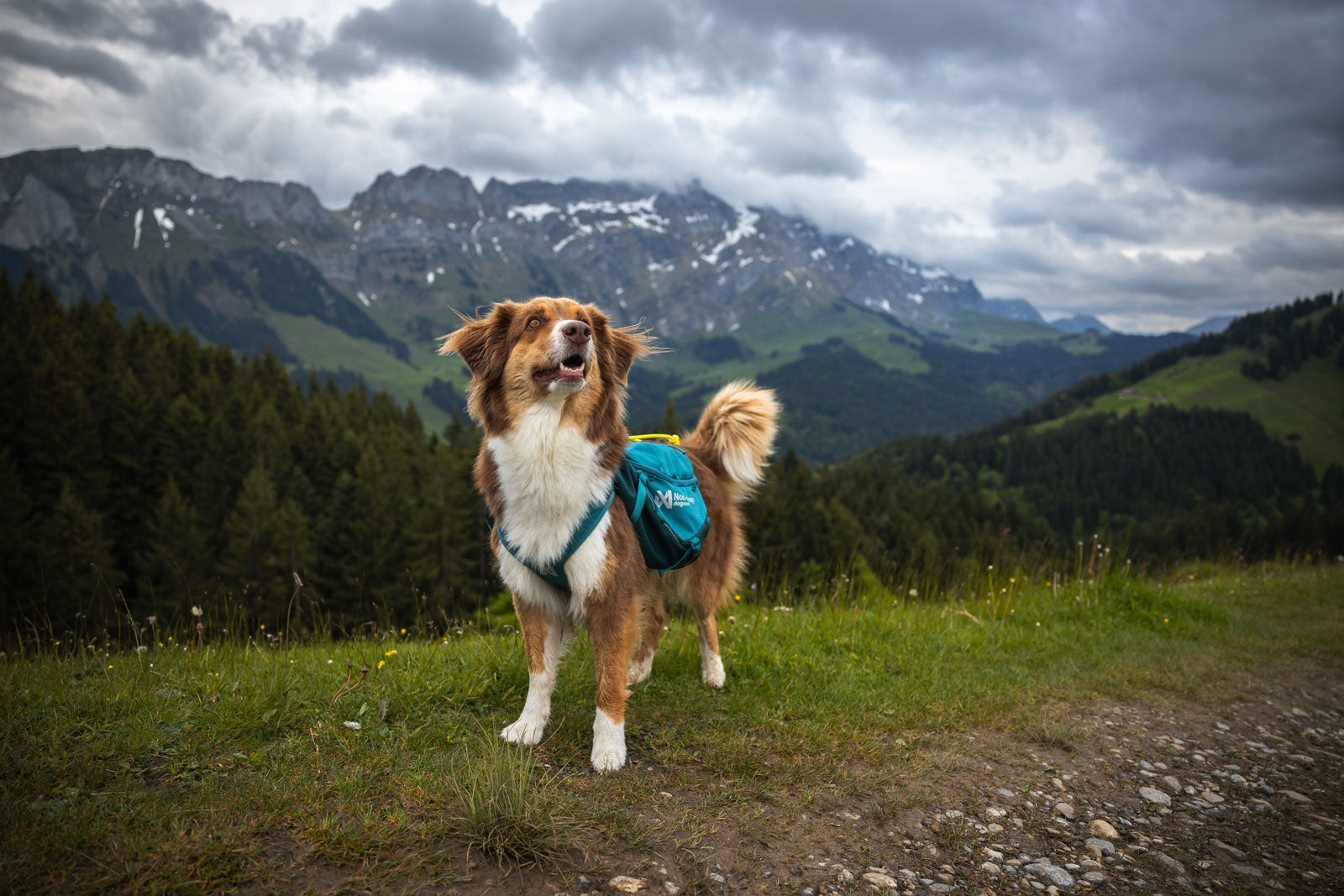 Trail quest dog backpack