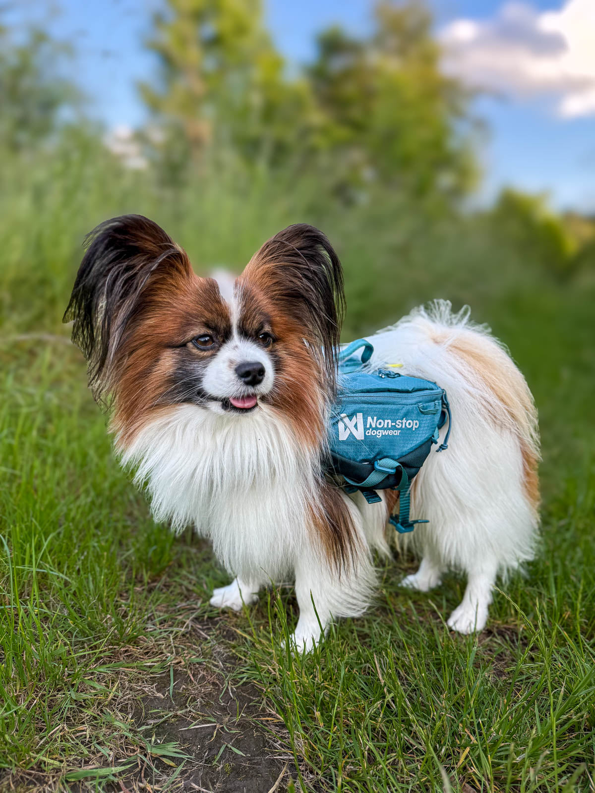 Trail quest dog backpack (4)