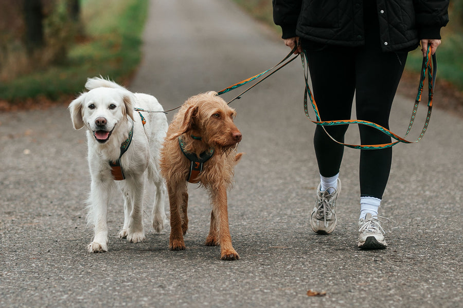 Trail quest leash Rachel Pohl edition (3)
