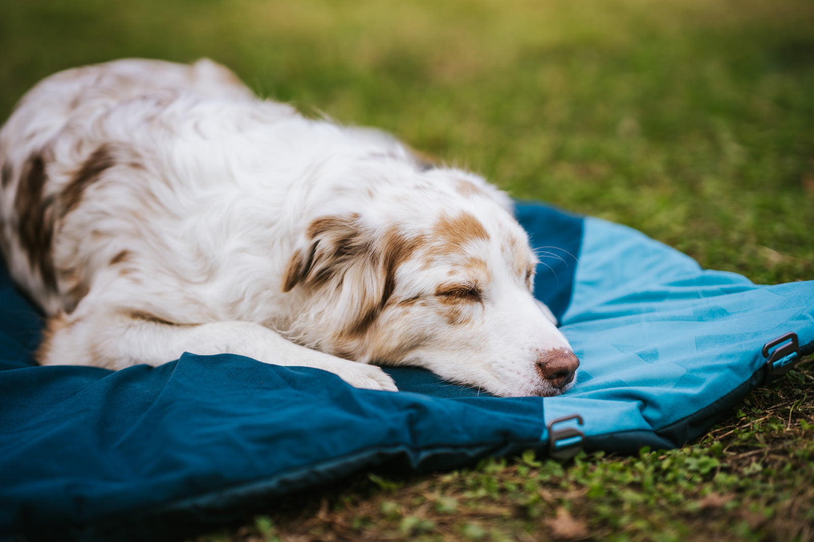 Trekking dog bed
