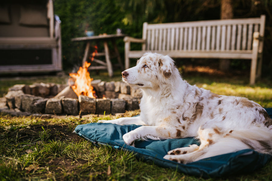 Trekking dog bed (1)