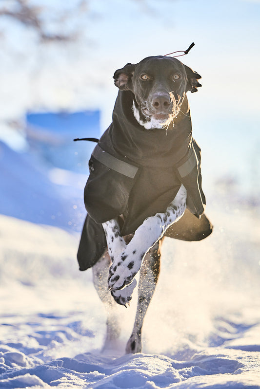 Trekking insulated dog jacket (1)