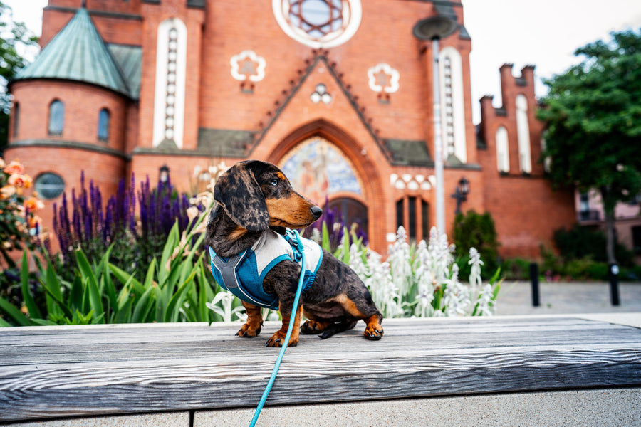 Trekking rope leash (5)