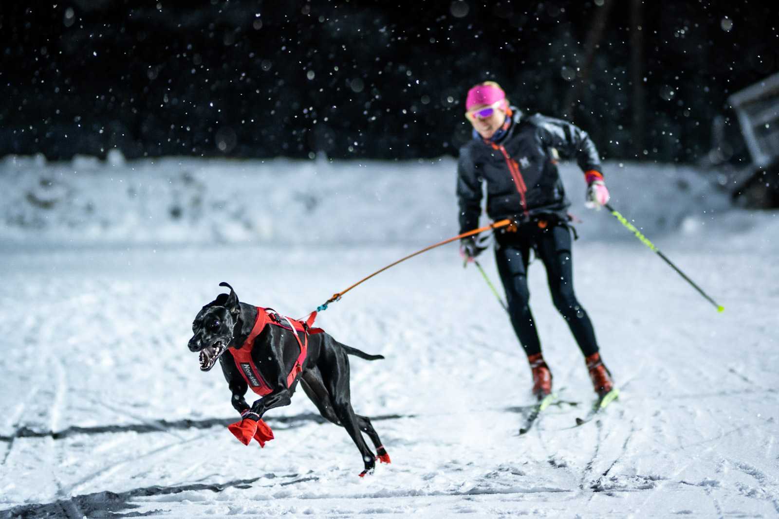 Everything you need to know about skijoring and skiing with dogs gathered in one place!  