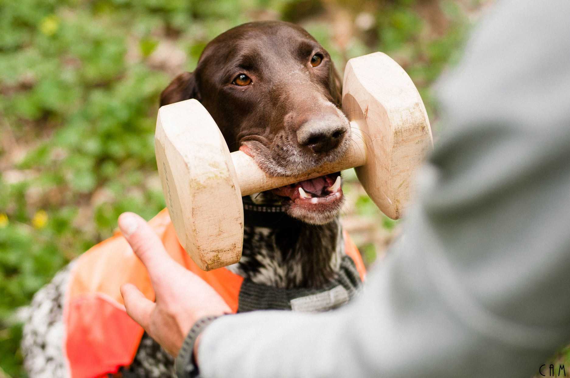Hunting with dogs: Discipline, obedience and teamwork