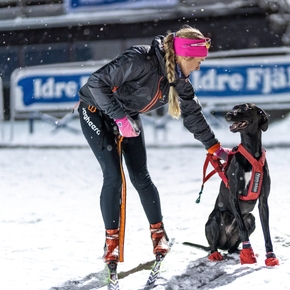 Everything you need to know about skijoring and skiing with dogs gathered in one place!  