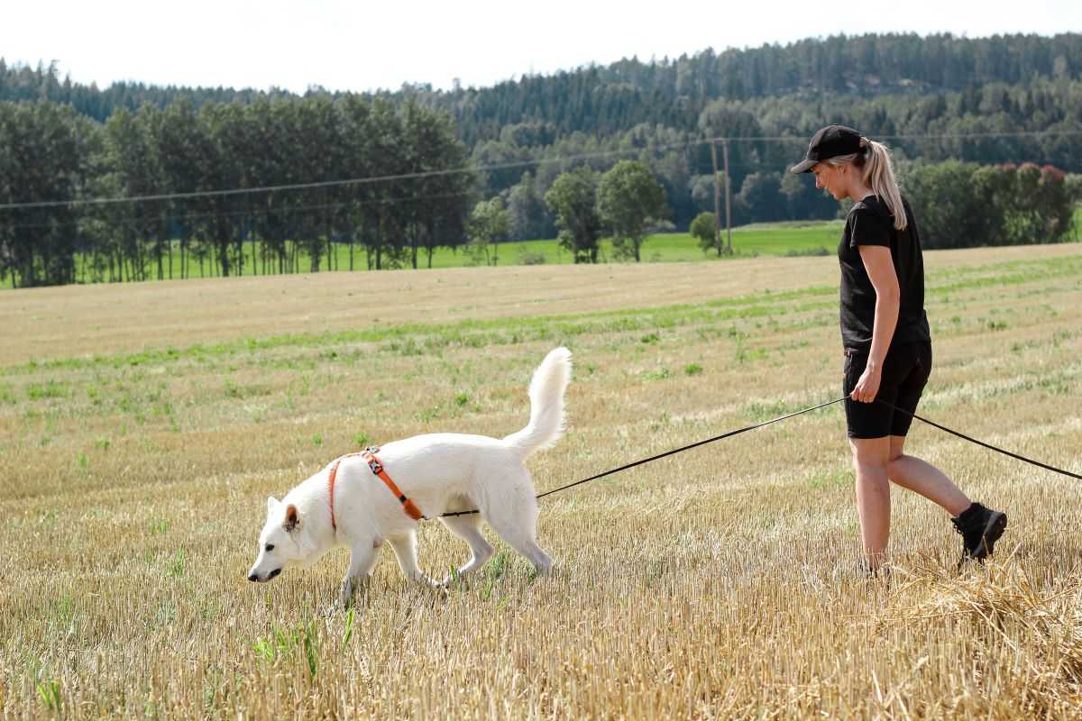 5 tasks to enrich your dog's everyday walks