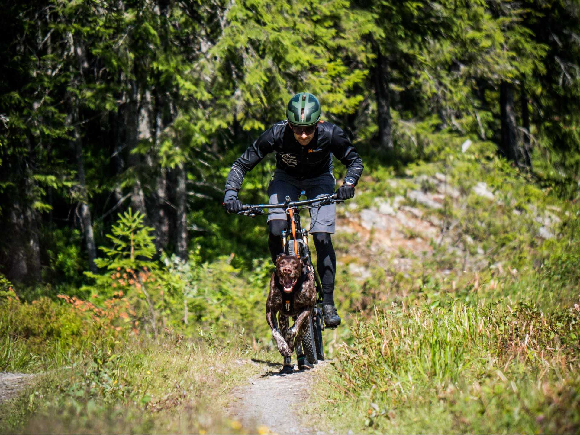 Safety tips for biking with dogs