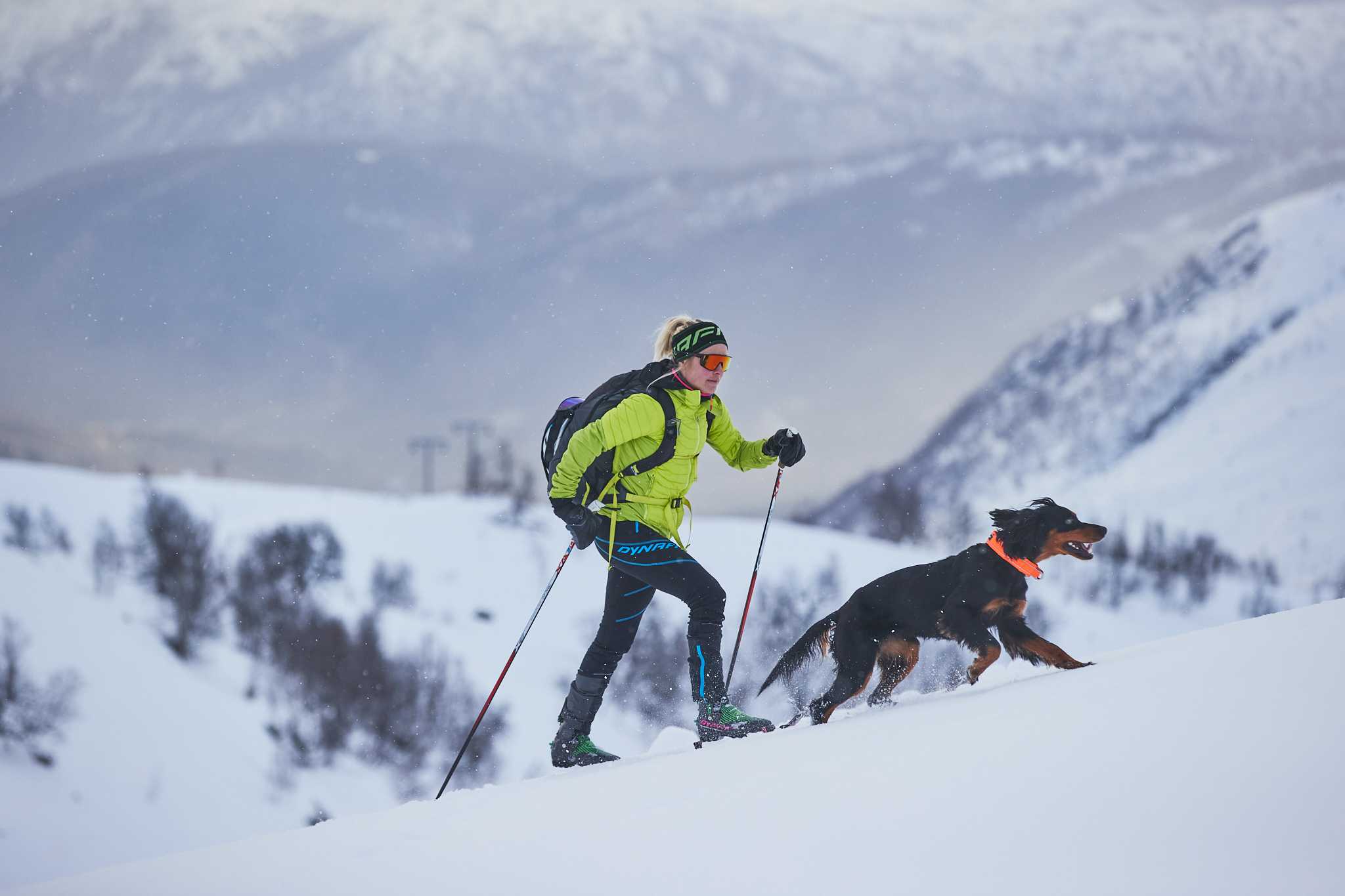 Alles was Du wissen musst, um Deinen Hund zum Skifahren mitzunehmen
