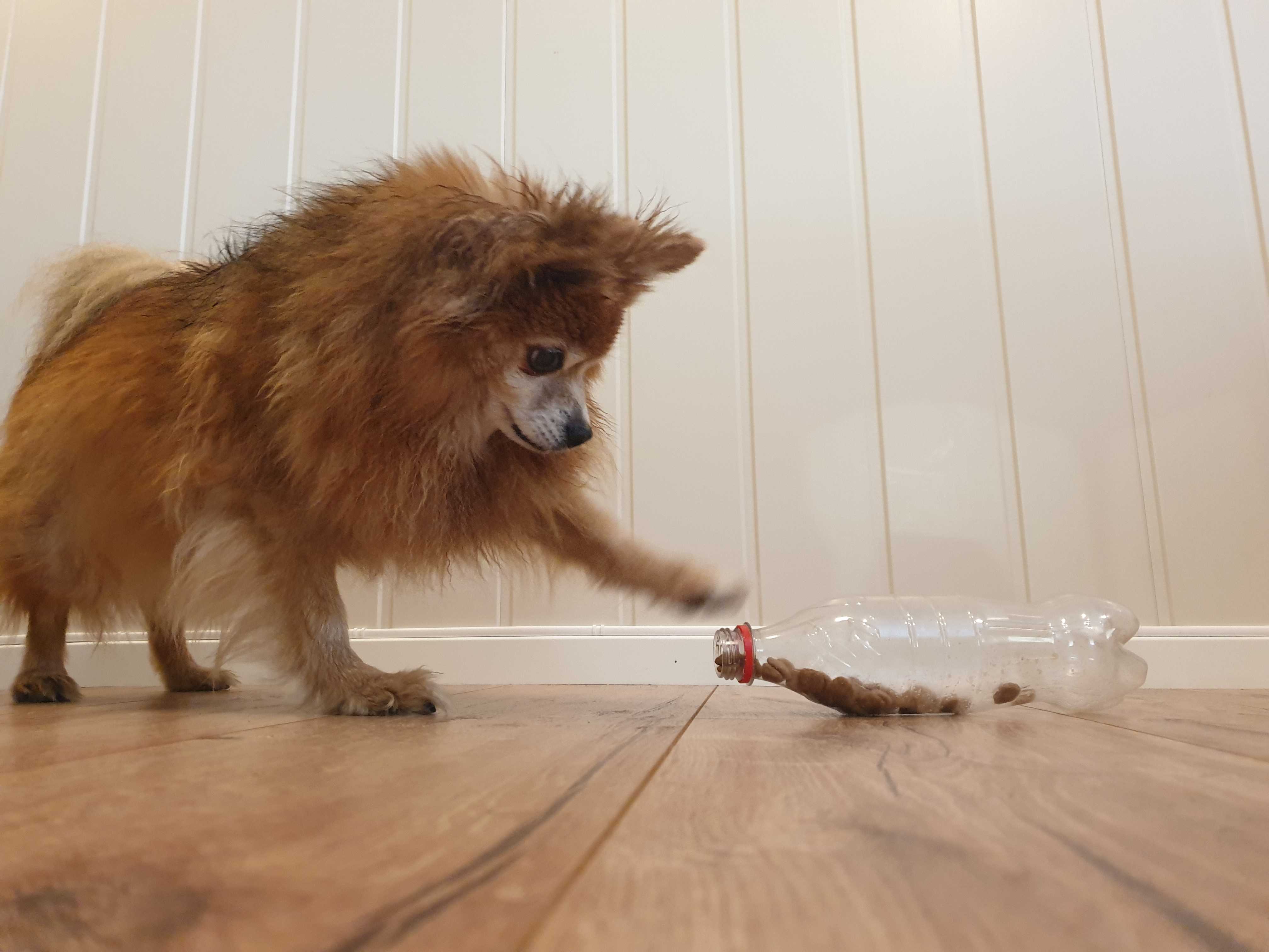7 homemade games that stimulate your dog mentally