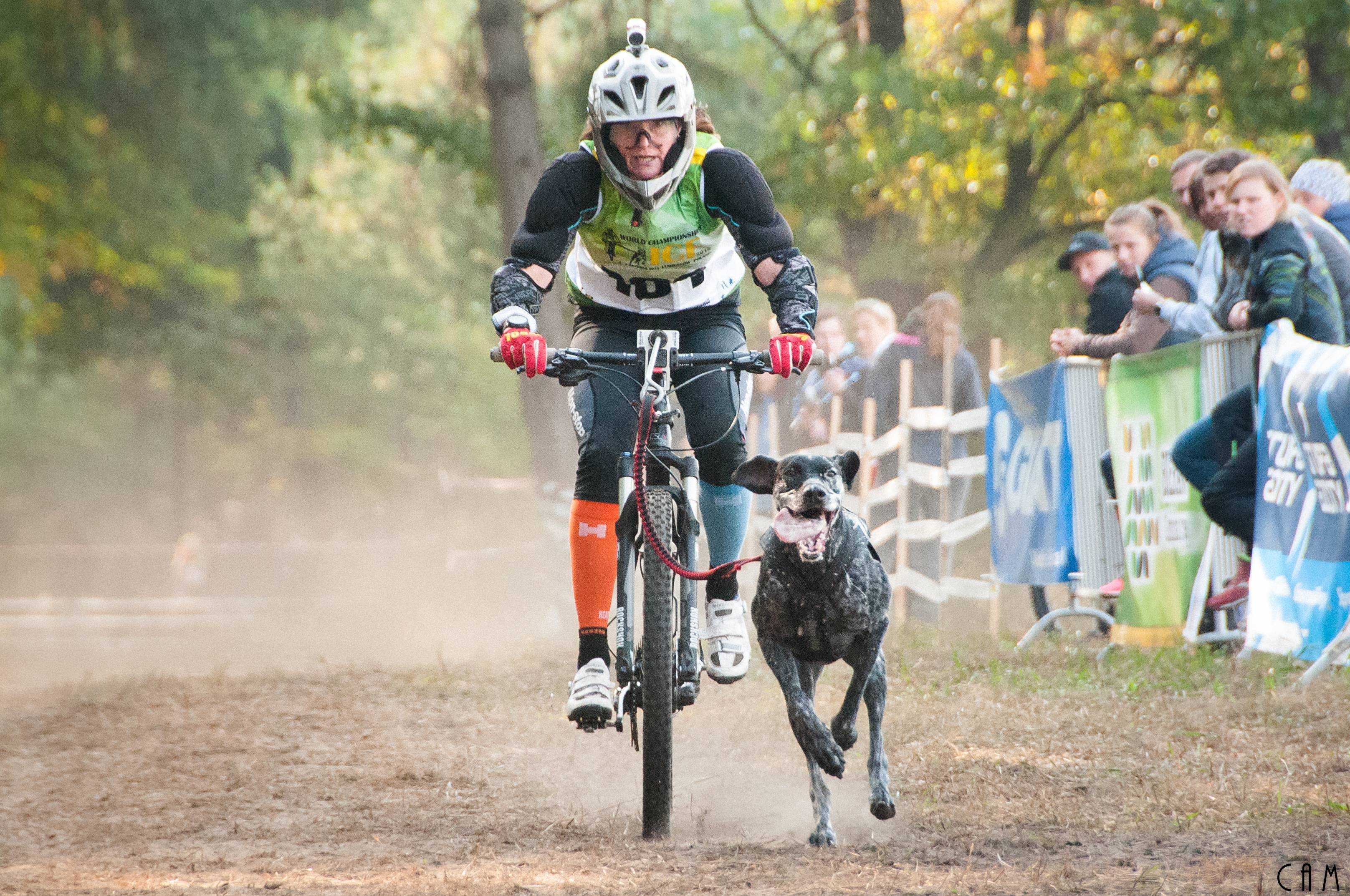 How to prepare for a bikejoring competition