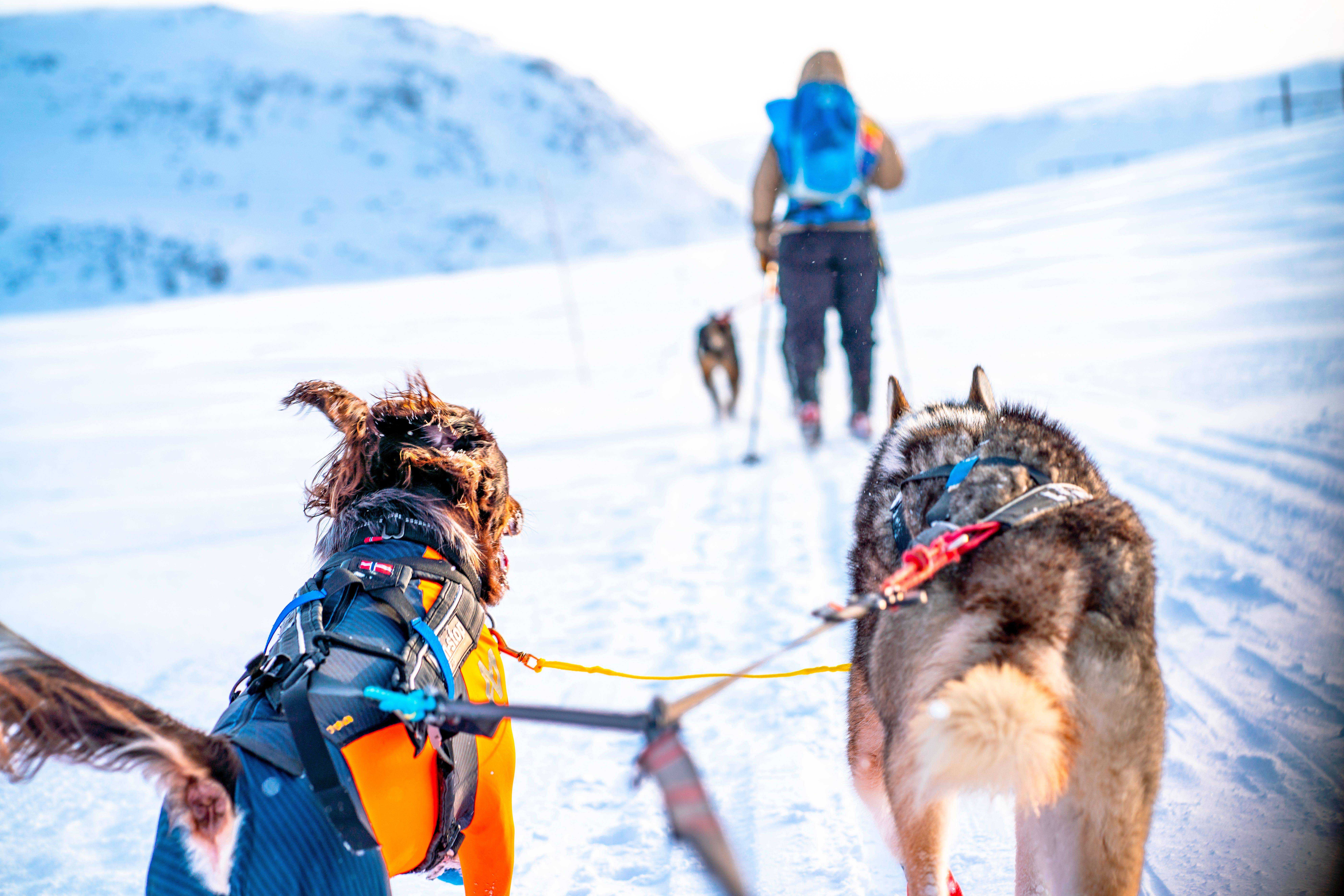 Gifts for skiing with dogs