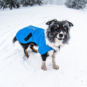 Hunde vor kalter Witterung schützen
