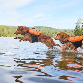 Нужны ли собакам спасательные жилеты?
