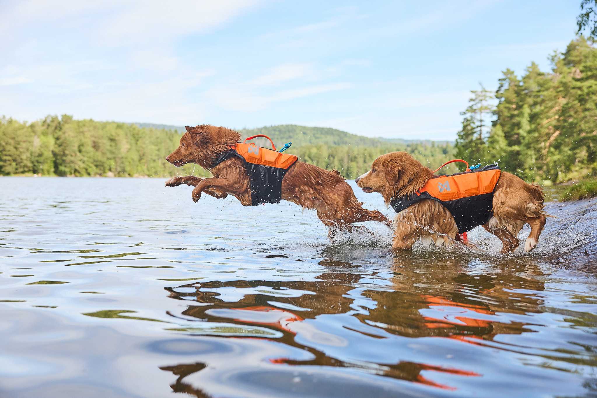 Brauchen Hunde Schwimmwesten?