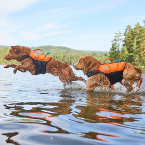 Do dogs need life jackets?